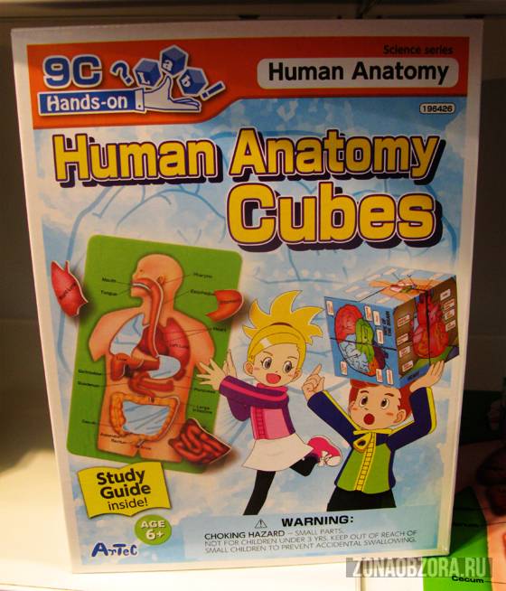 human anatomy cubes